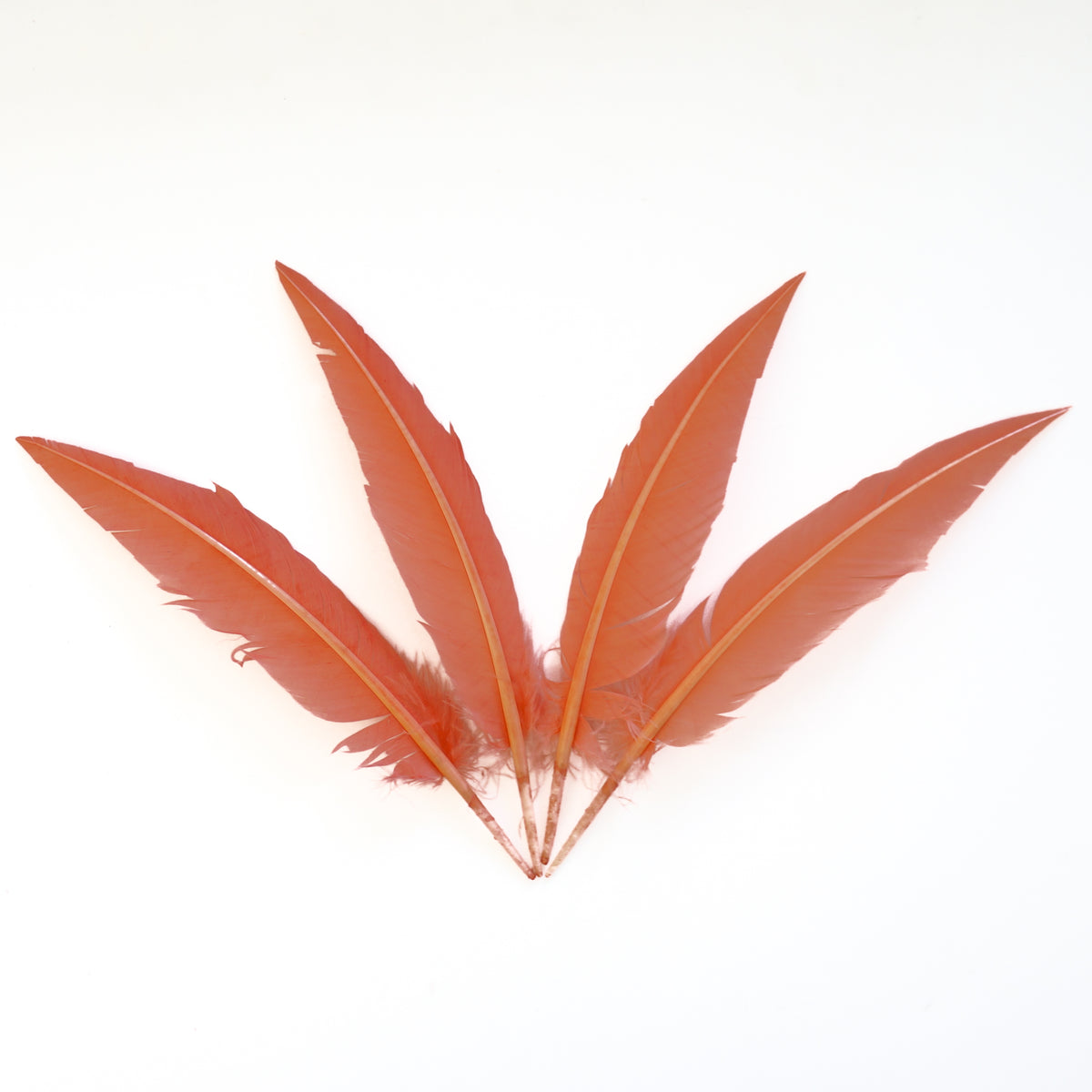 Dagger Turkey Quill Feathers 9-12"- Apricot Blush