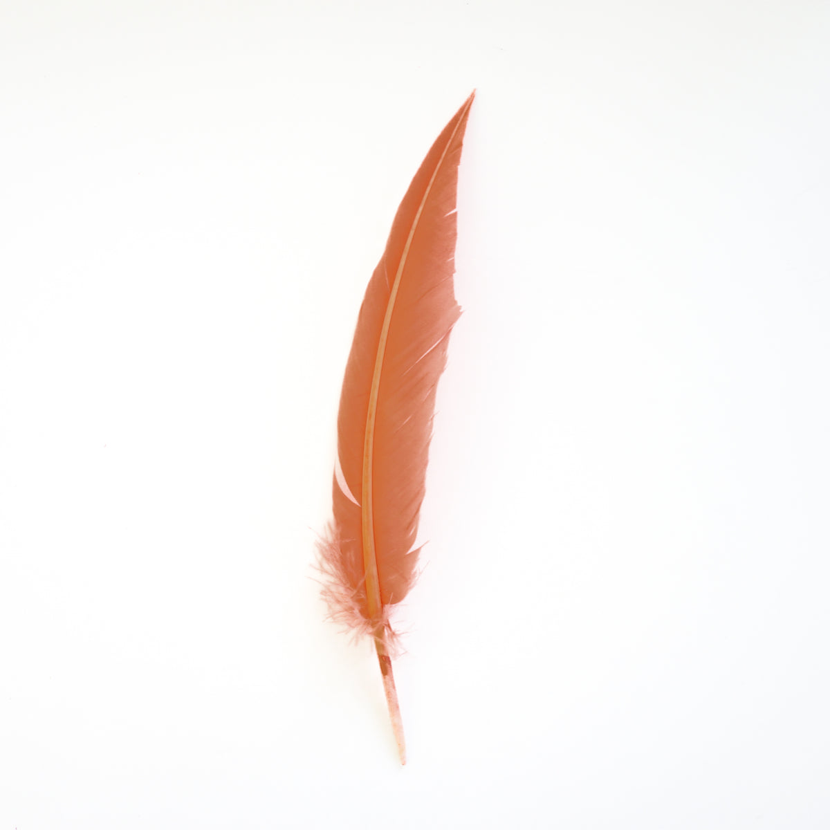 Dagger Turkey Quill Feathers 9-12"- Apricot Blush