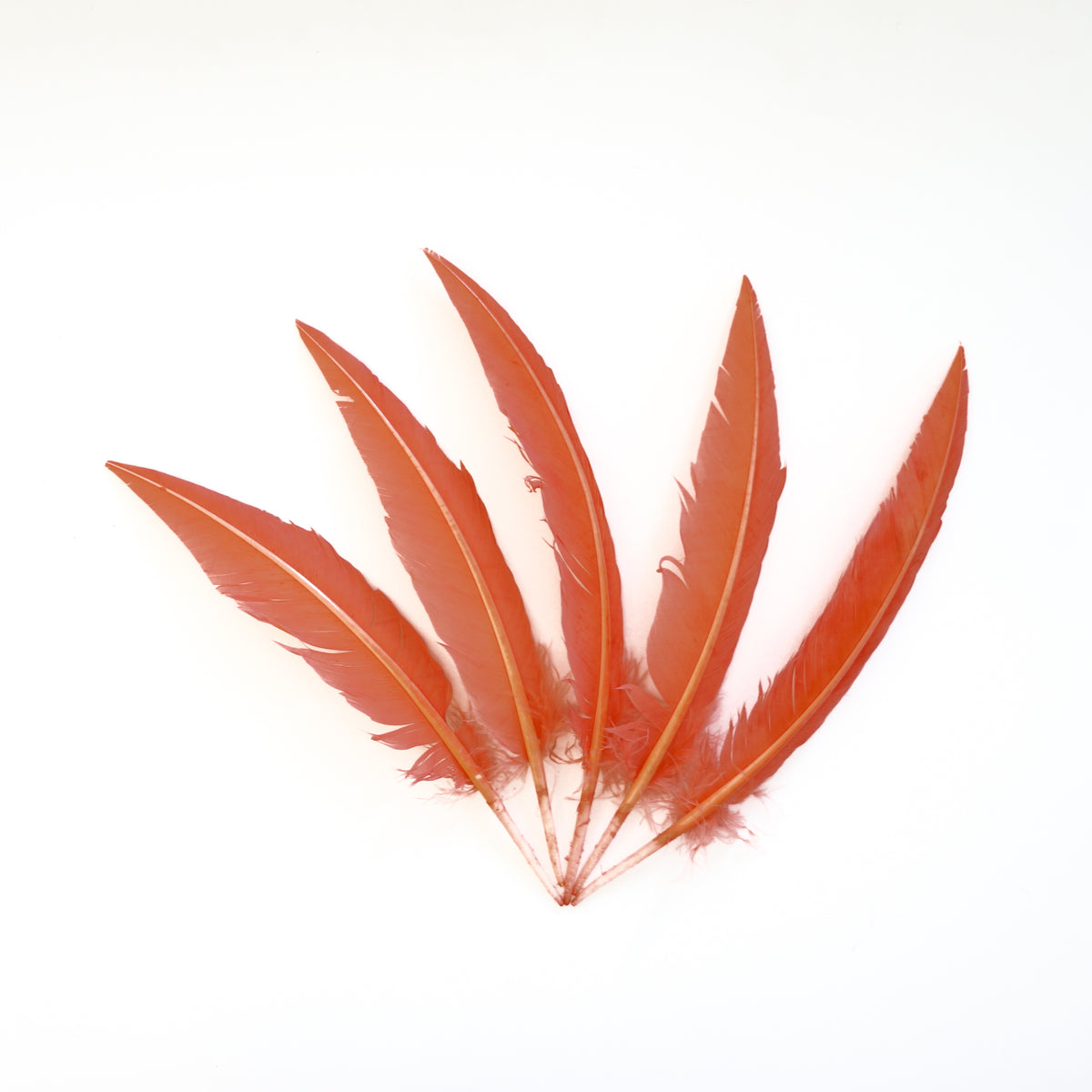 Dagger Turkey Quill Feathers 9-12"- Apricot Blush