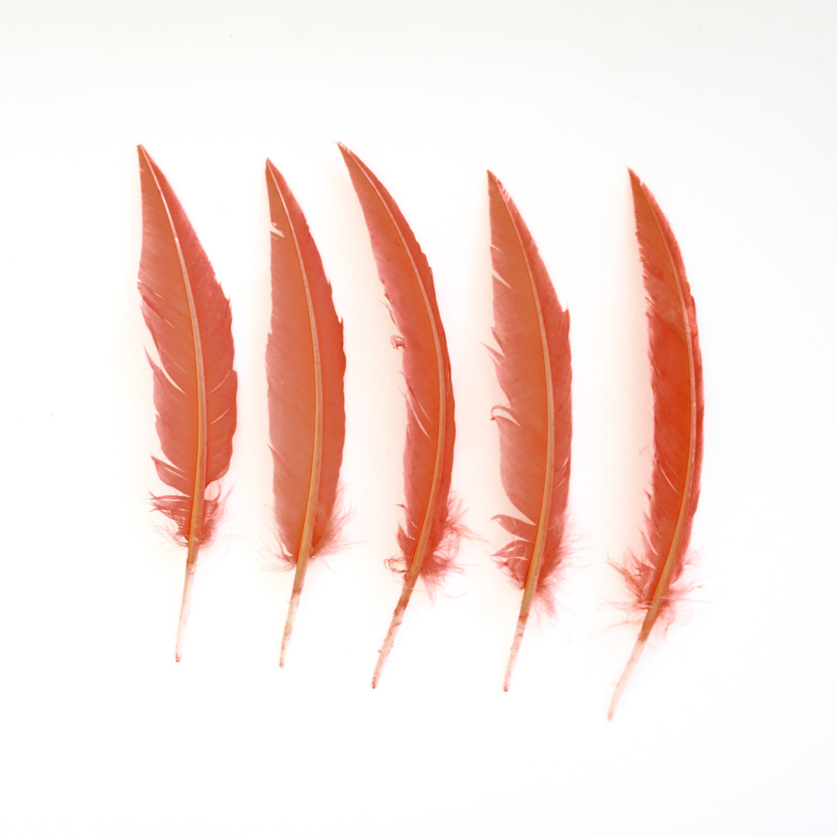 Dagger Turkey Quill Feathers 9-12"- Apricot Blush