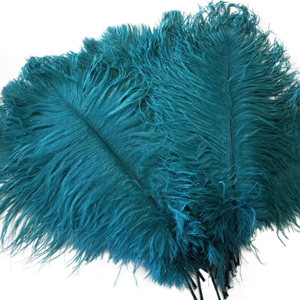 Large Ostrich Feathers - 17"+ Drabs - Dark Aqua
