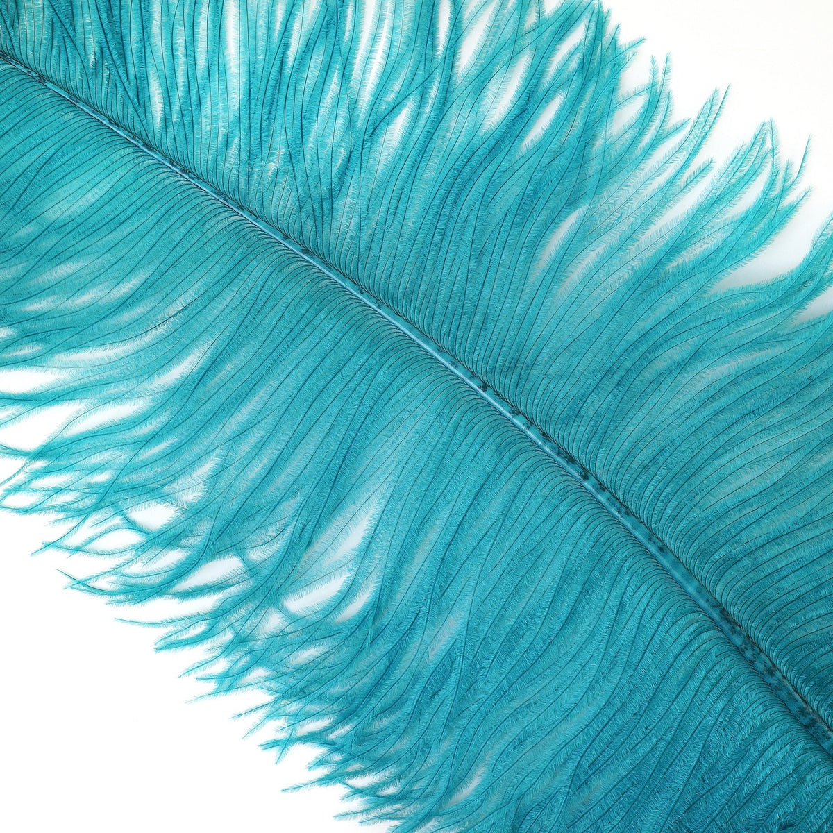 Large Ostrich Feathers - 18-24" Spads - Dark Aqua