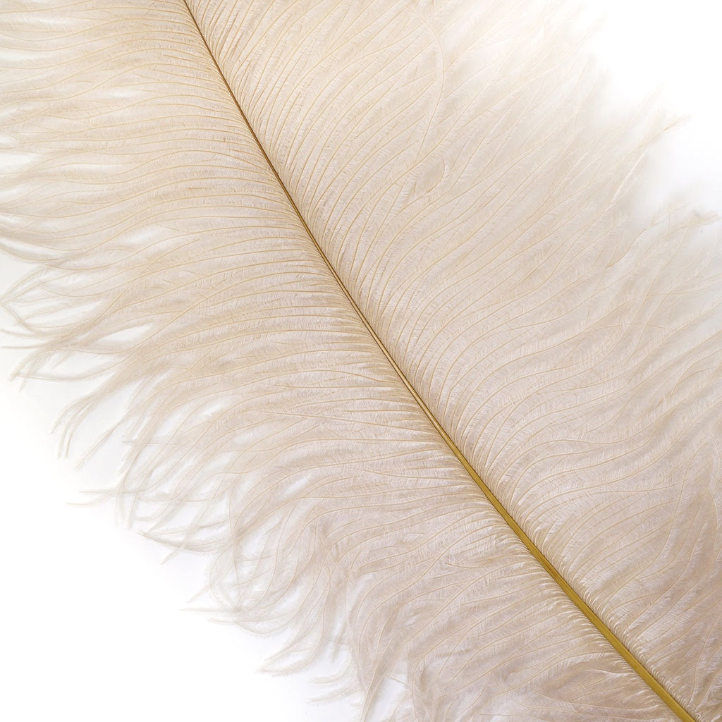 Ostrich Feathers 13-16" Drabs - Beige