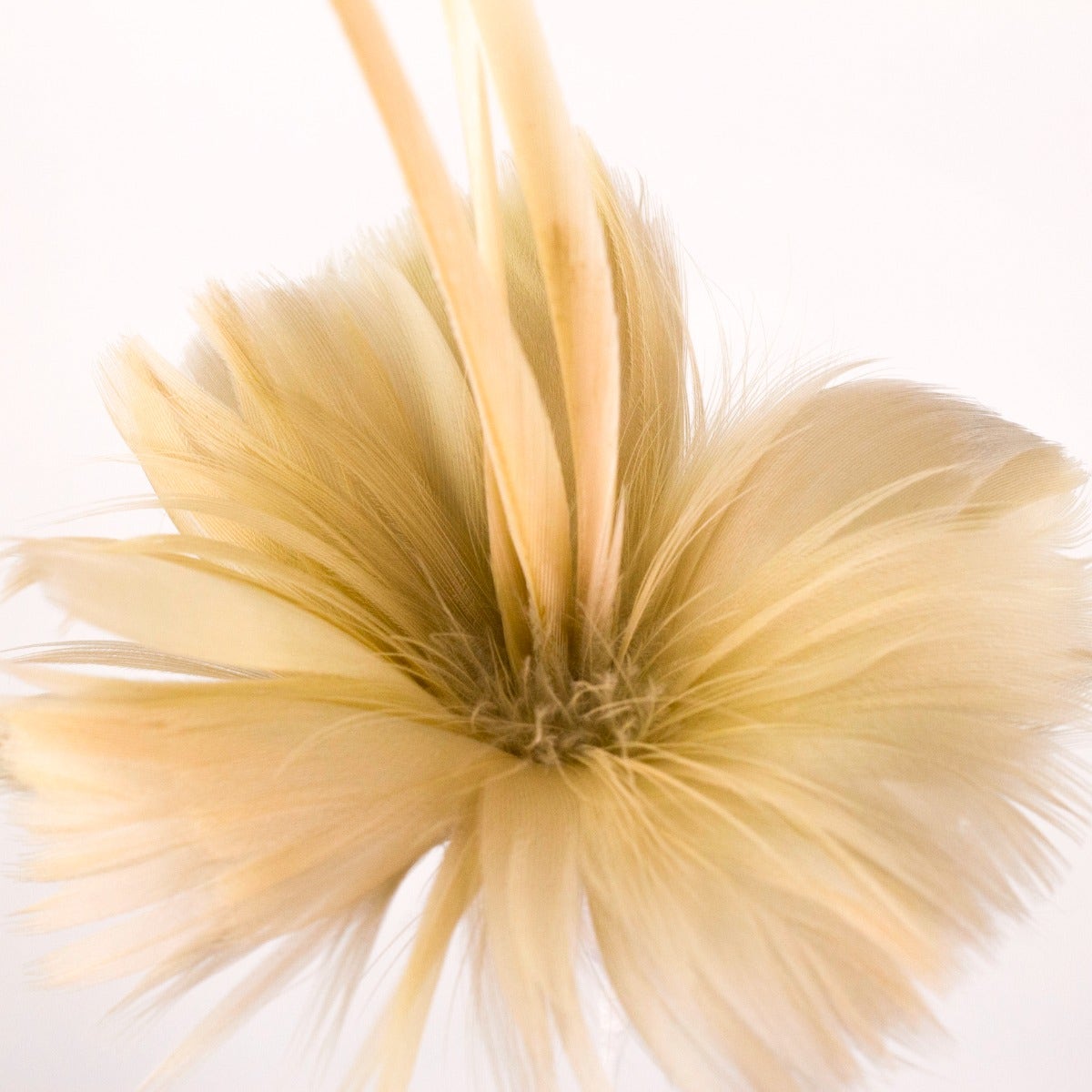 Beige Coquille and Biot Feather Floral Pick