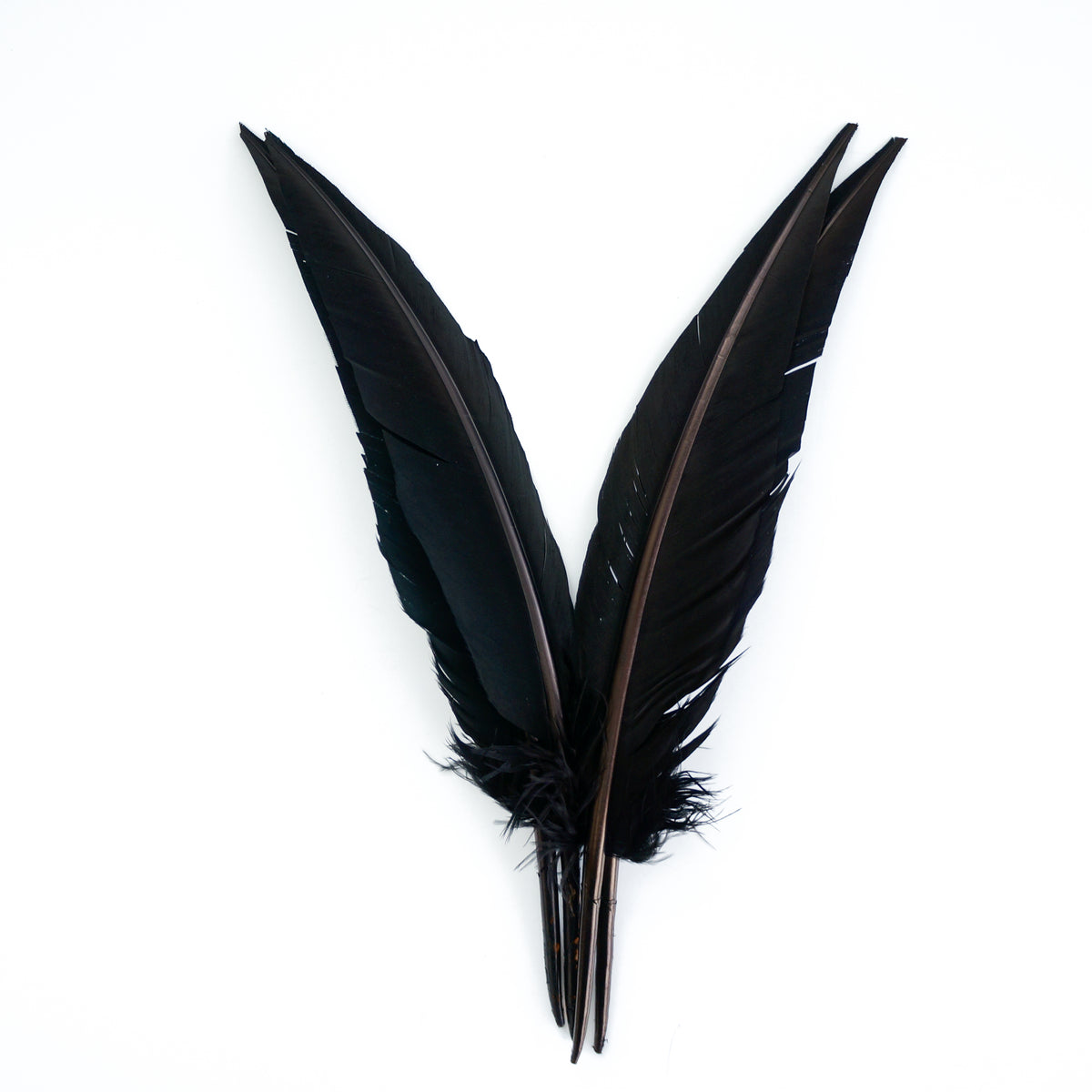 Black Dagger Turkey Quill Feathers 9-12"