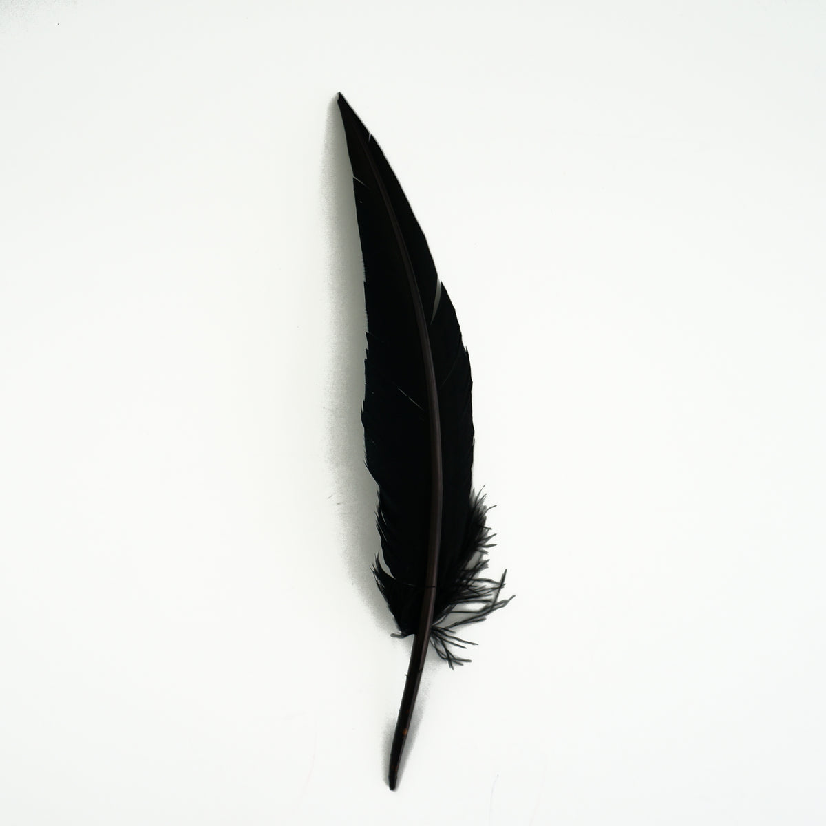 Black Dagger Turkey Quill Feathers 9-12"