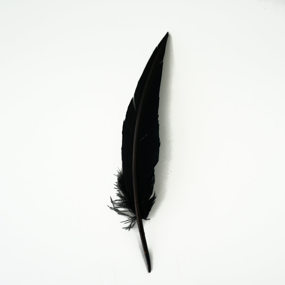 Black Dagger Turkey Quill Feathers 9-12"