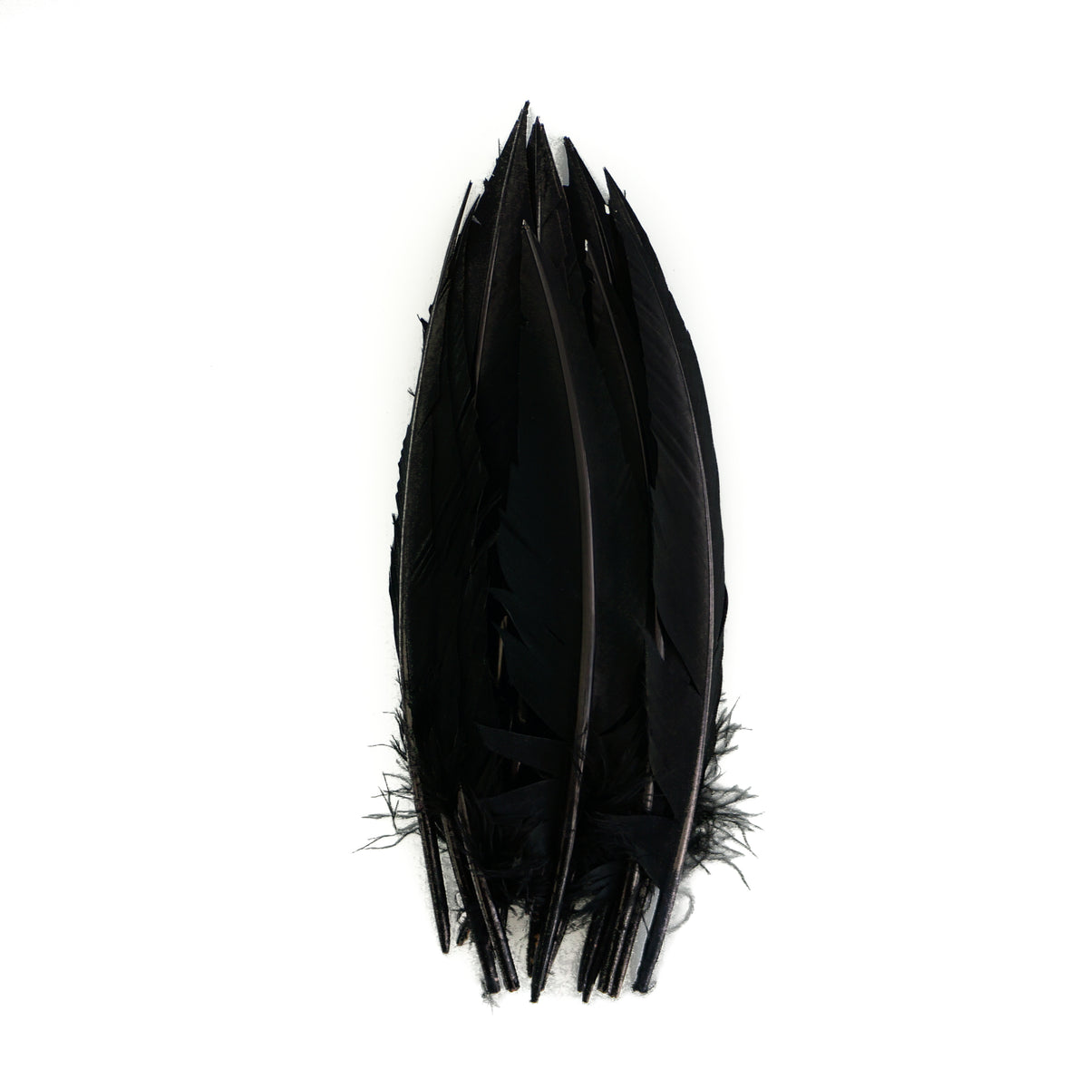 Black Dagger Turkey Quill Feathers 9-12"