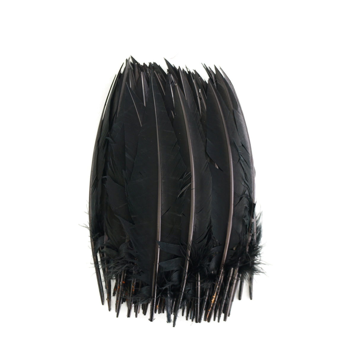 Black Dagger Turkey Quill Feathers 9-12"