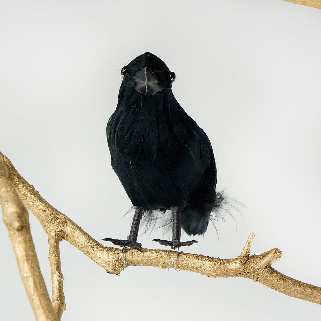 Black Crow Bird