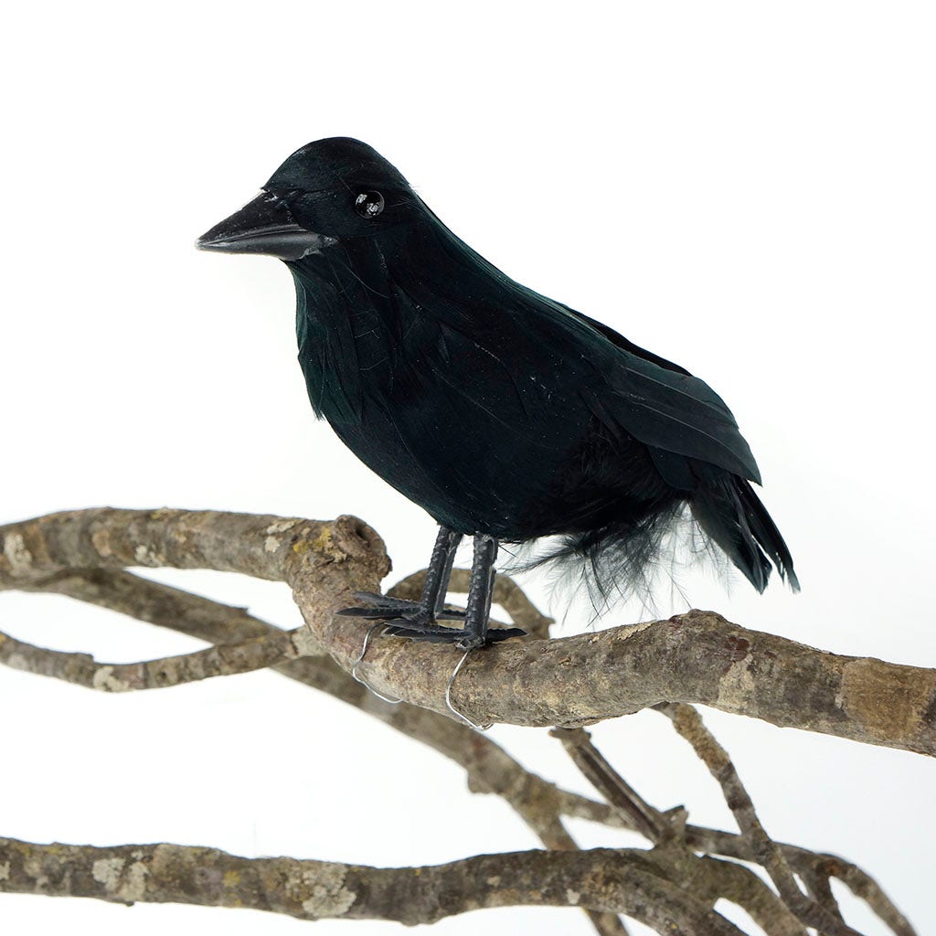 Black Crow Bird