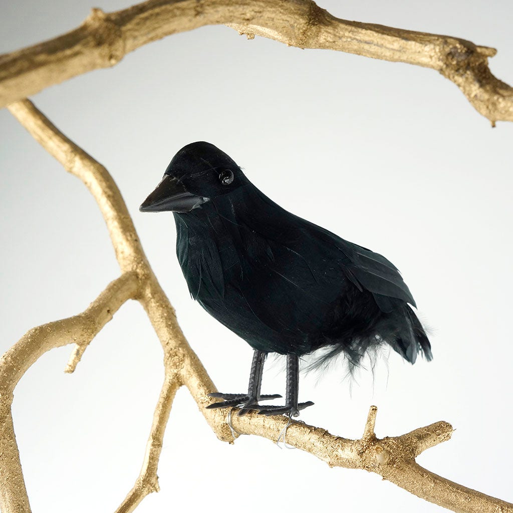 Black Crow Bird