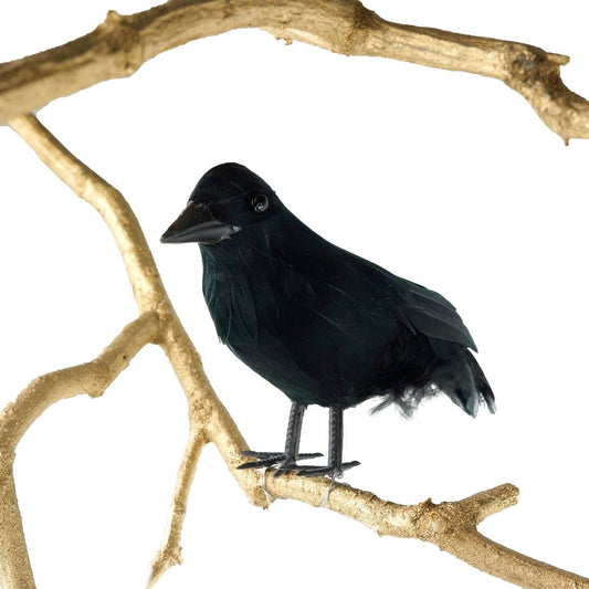 Black Crow Bird