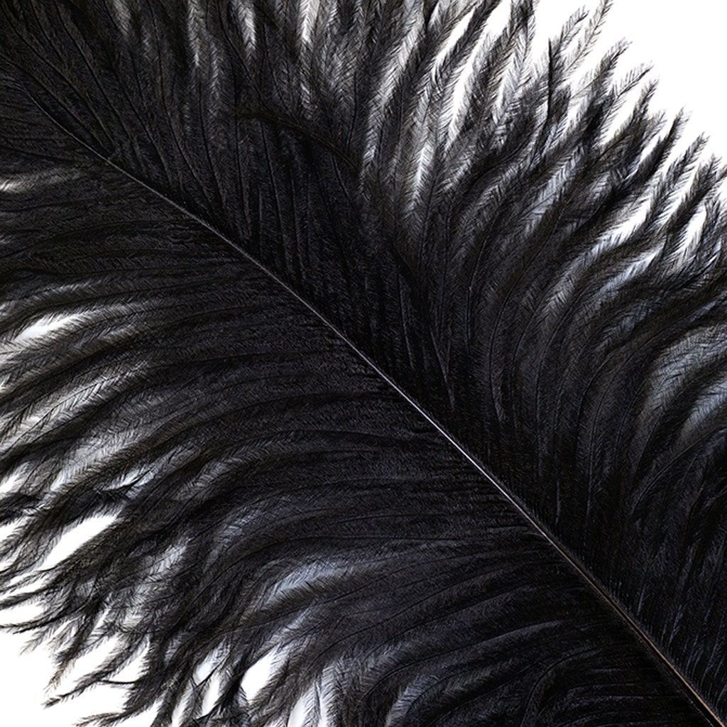 Ostrich Feathers 13-16" Drabs - Black