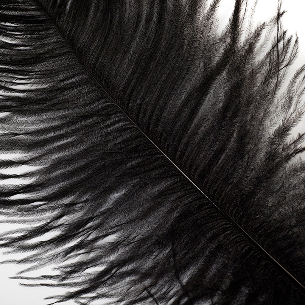 Large Ostrich Feathers - 18-24" Spads - Black