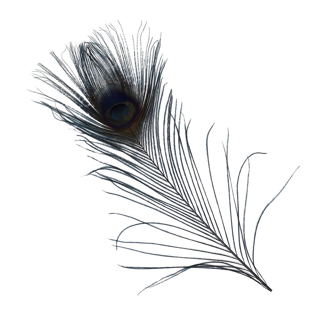 Peacock Feather Eyes Bleached & Dyed Black