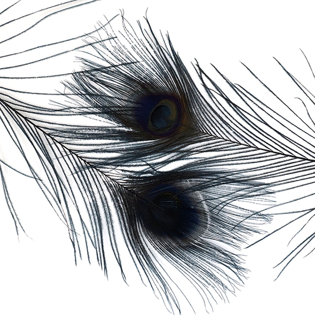 Peacock Tail Eyes Bleached and Dyed - 8-15” - 100 PC - Black