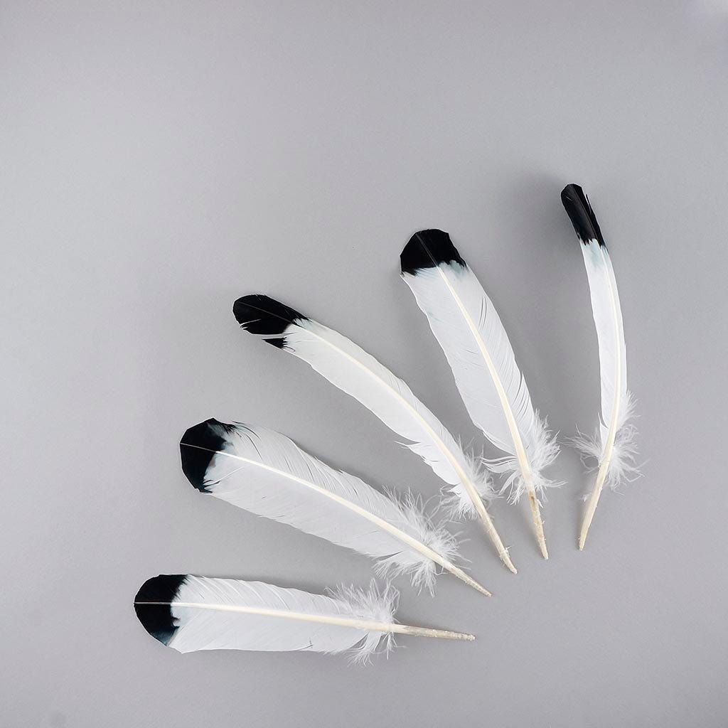 2 PC PKG Turkey Quills Imitation Eagle 10-12" - Black