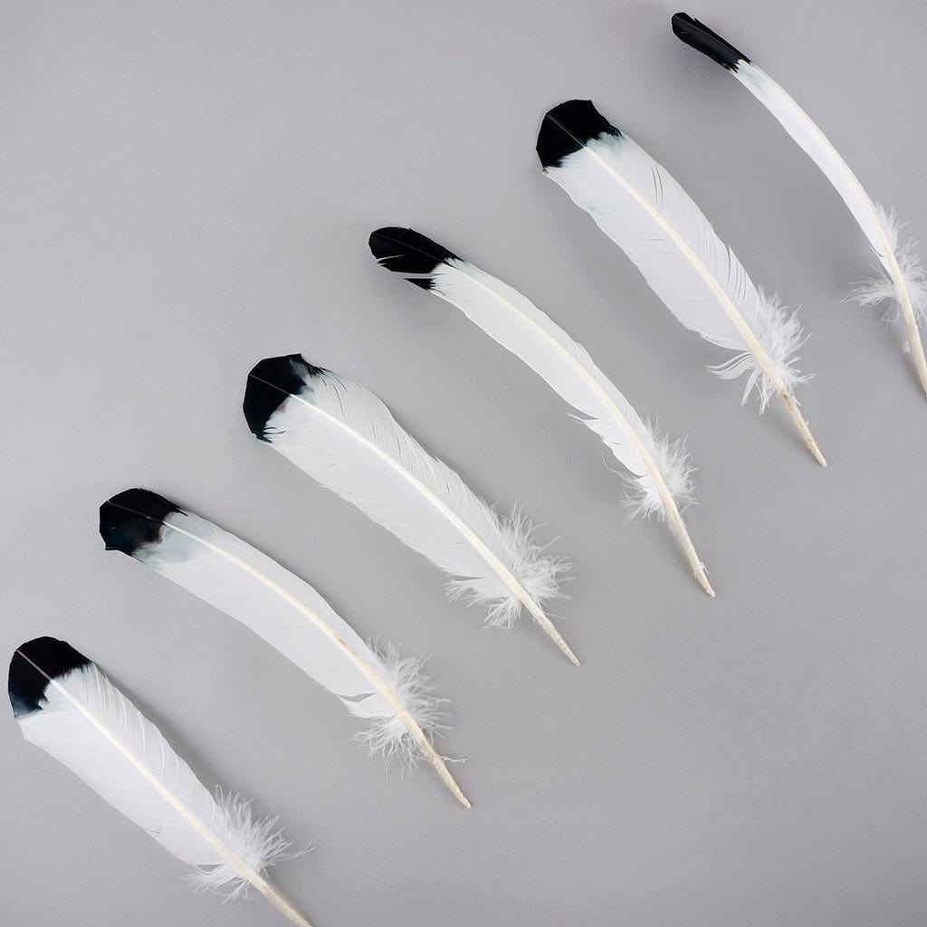 2 PC PKG Turkey Quills Imitation Eagle 10-12" - Black