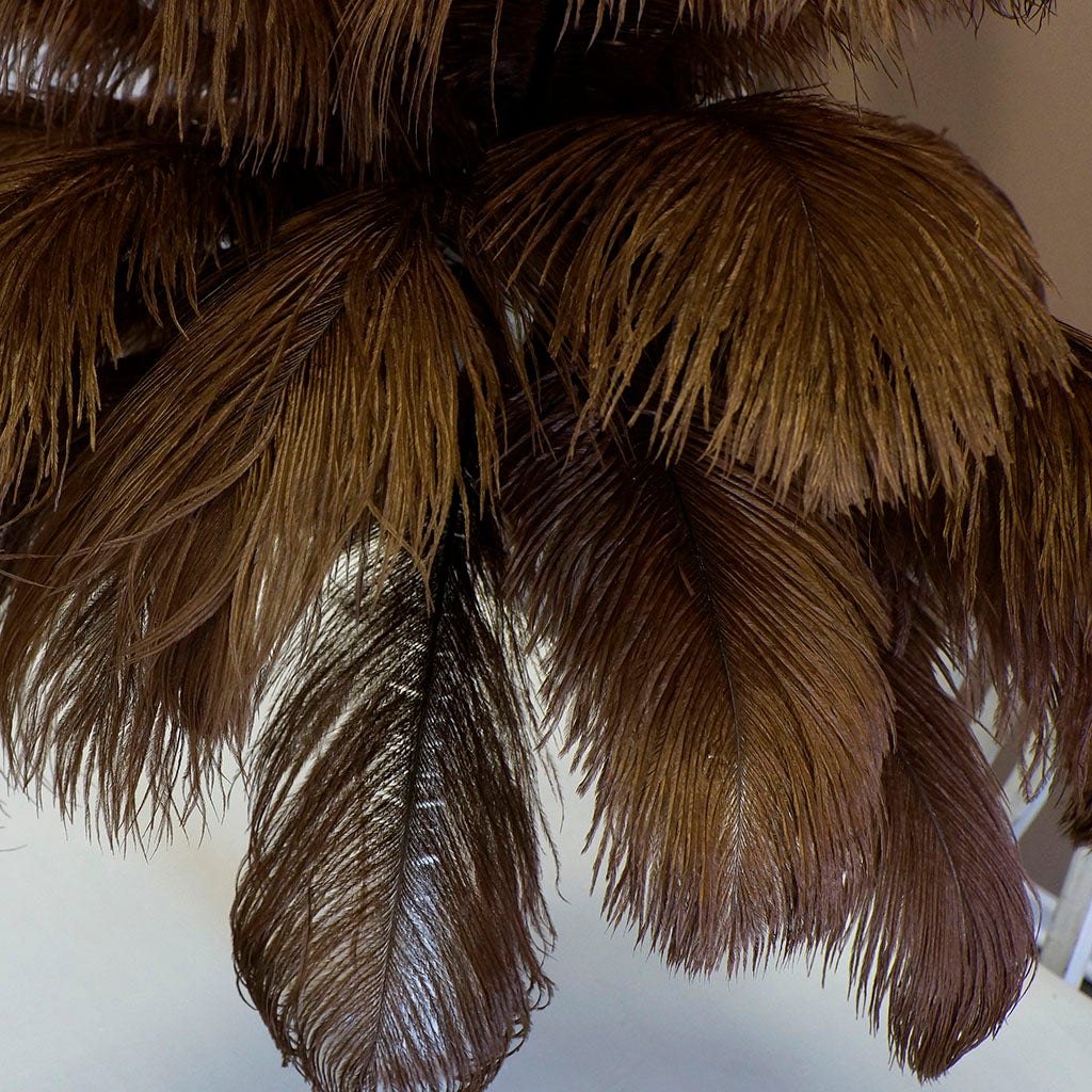 Large Ostrich Feathers - 17"+ Drabs - Brown