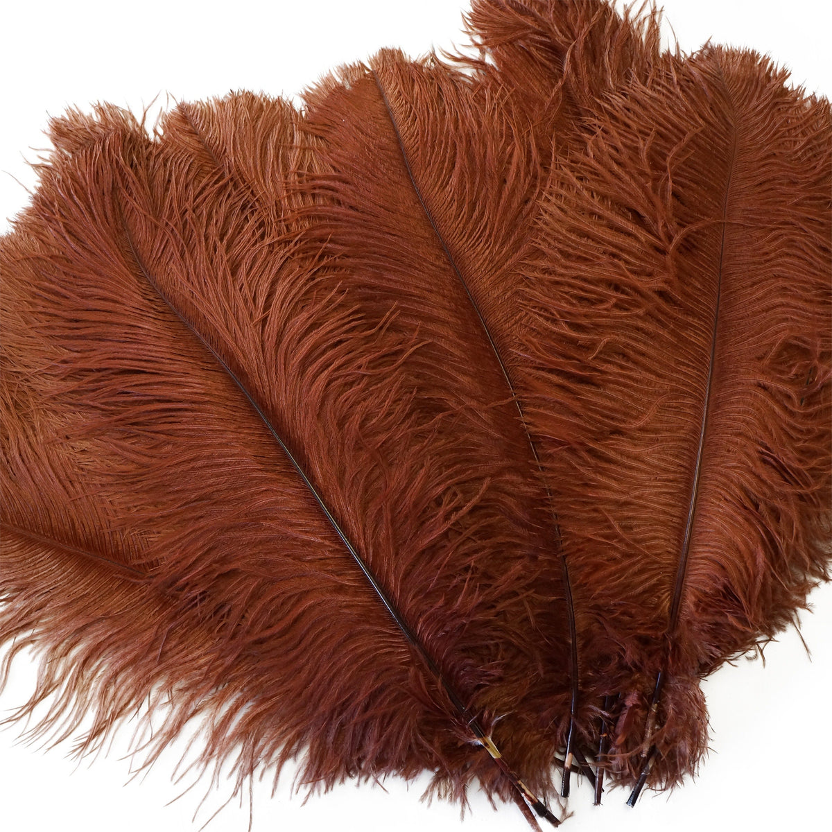 Large Ostrich Feathers - 17"+ Drabs - Copper