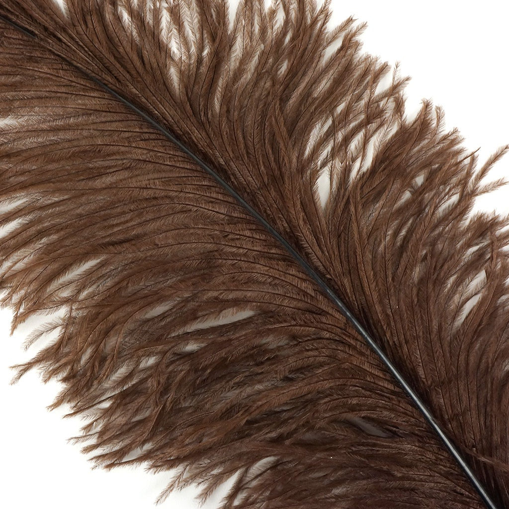 Large Ostrich Feathers - 18-24" Spads - Brown