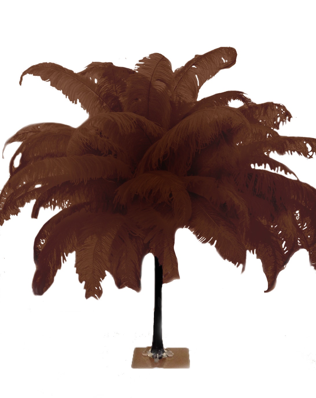 Large Ostrich Feathers - 18-24" Spads - Brown