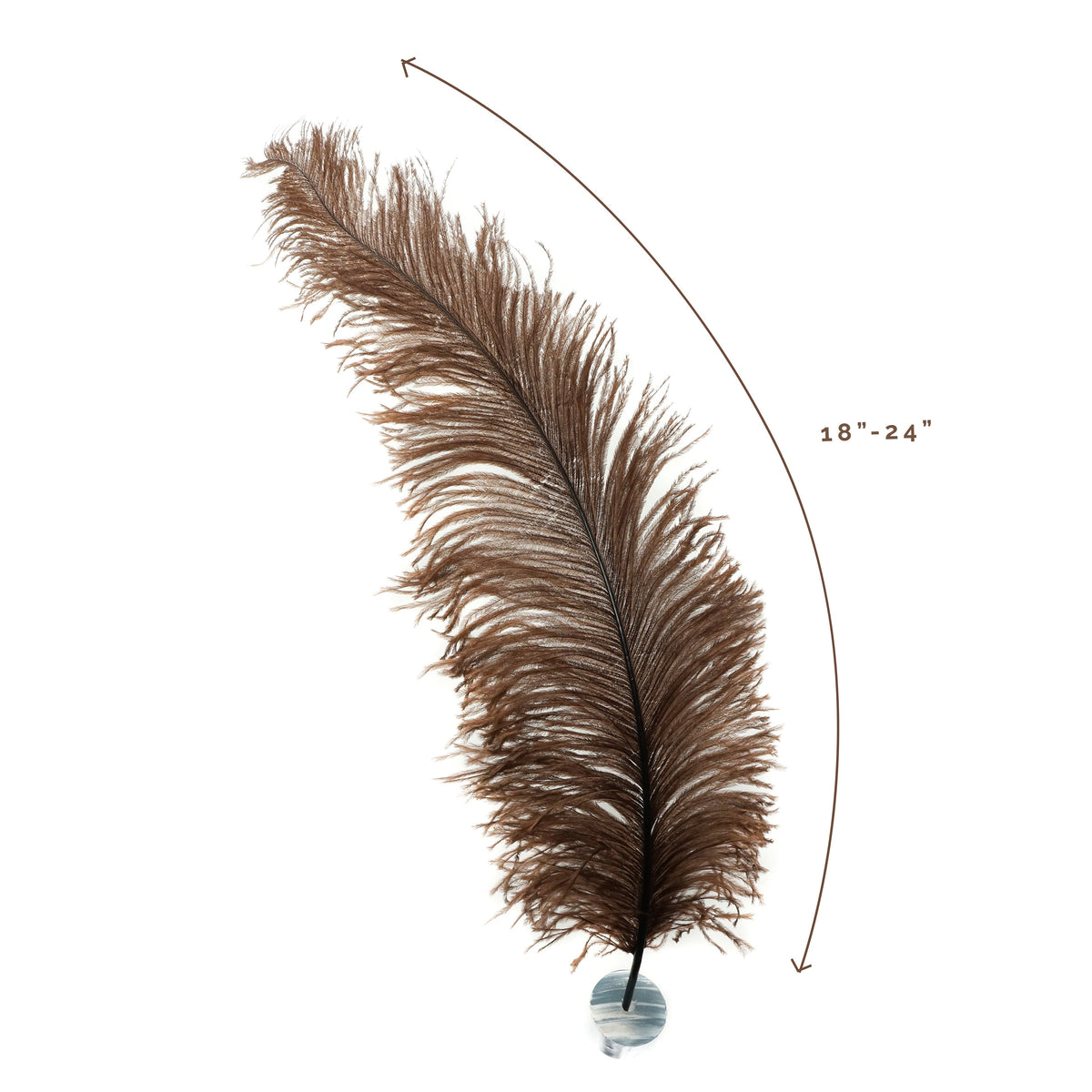 Large Ostrich Feathers - 18-24" Spads - Brown