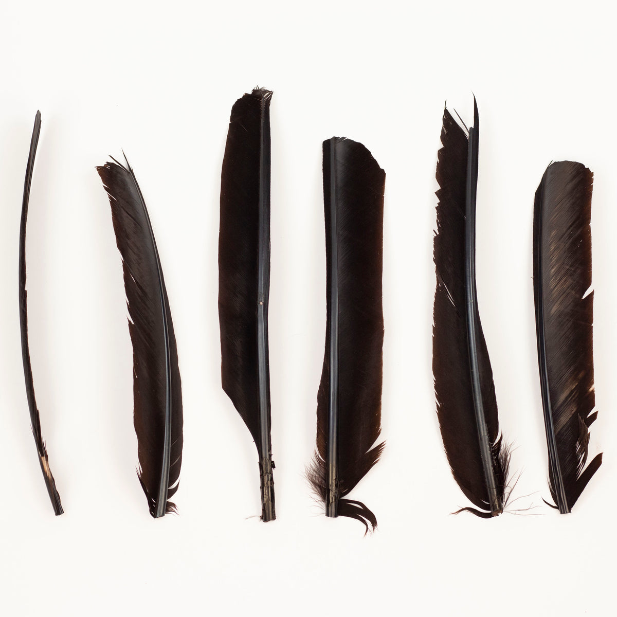 Brown Cut Turkey Pointer Feathers 8-12"