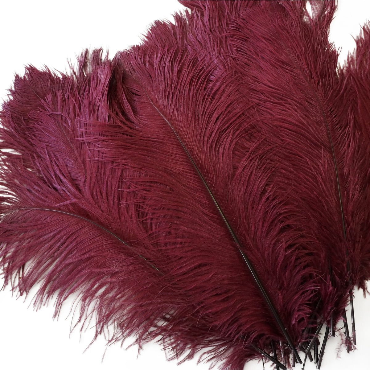 Large Ostrich Feathers - 17"+ Drabs - Burgundy