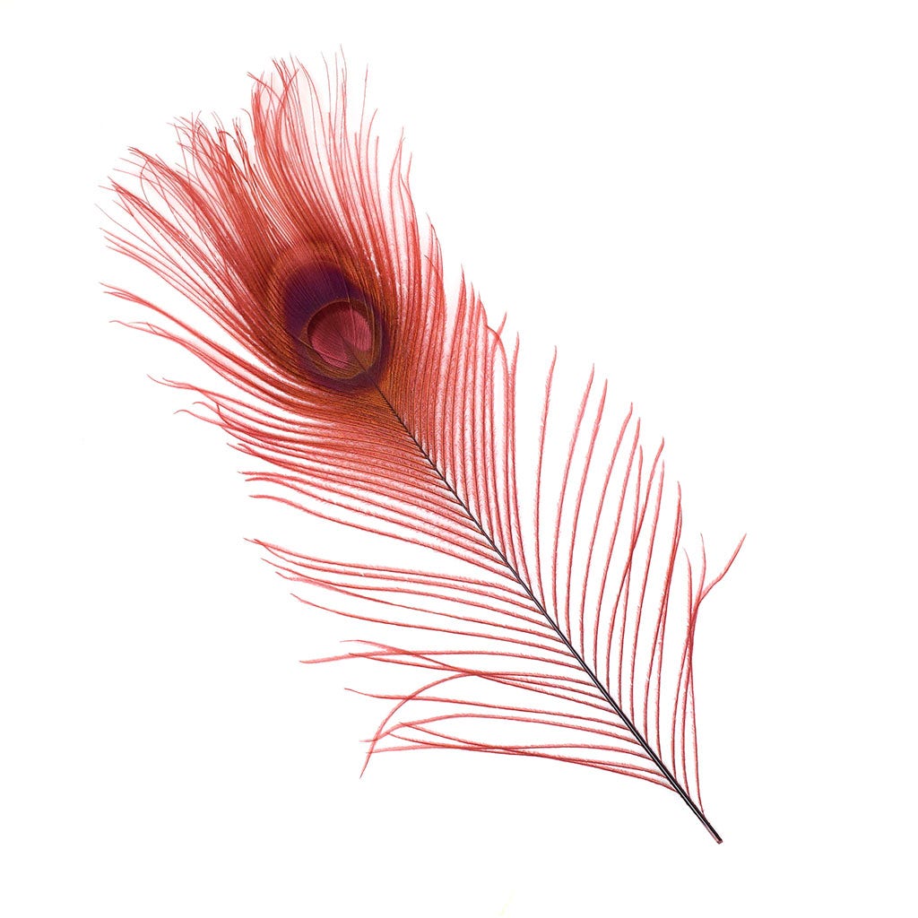 Peacock Feather Eyes Bleached & Dyed Burgundy