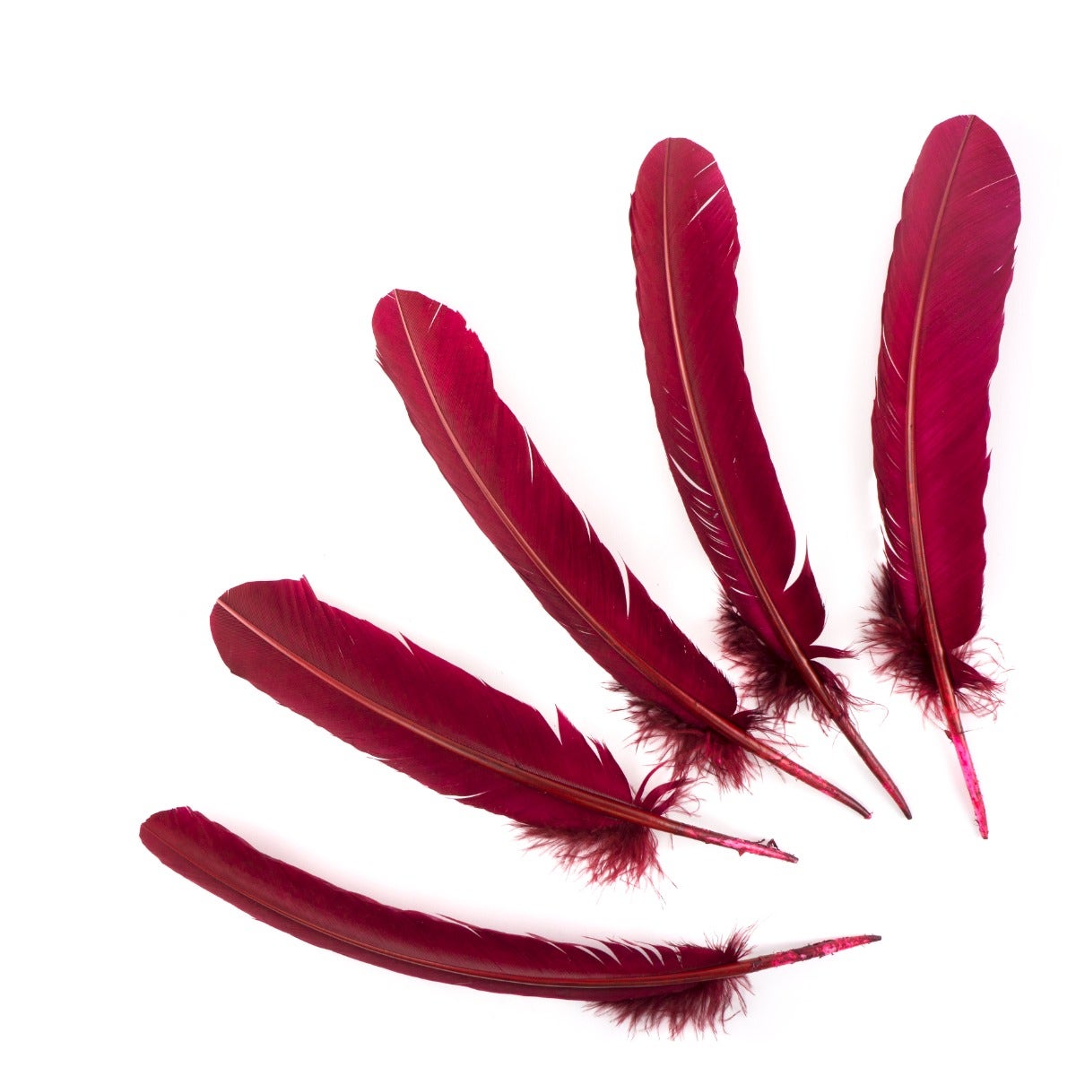 Turkey Quills Selected - Burgundy