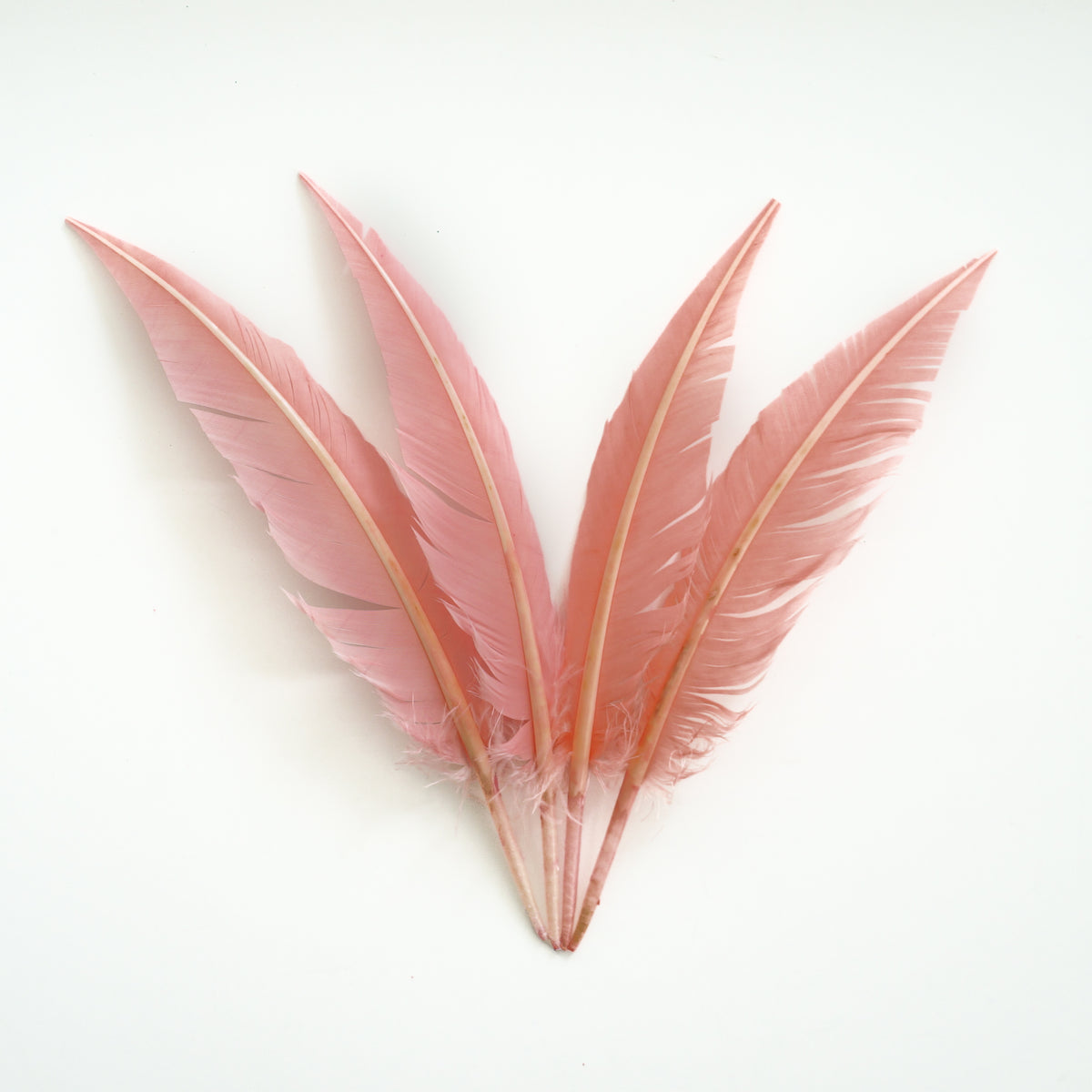 Candy Pink Dagger Turkey Quill Feathers 9-12"