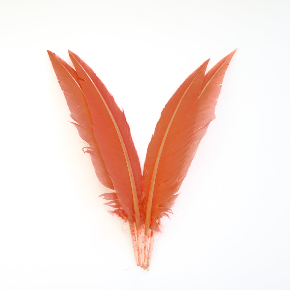 Coral Dagger Turkey Quill Feathers 9-12"