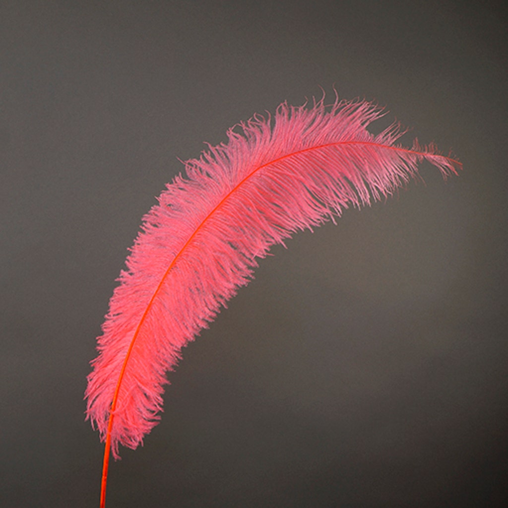 Large Ostrich Feathers - 18-24" Spads - Coral