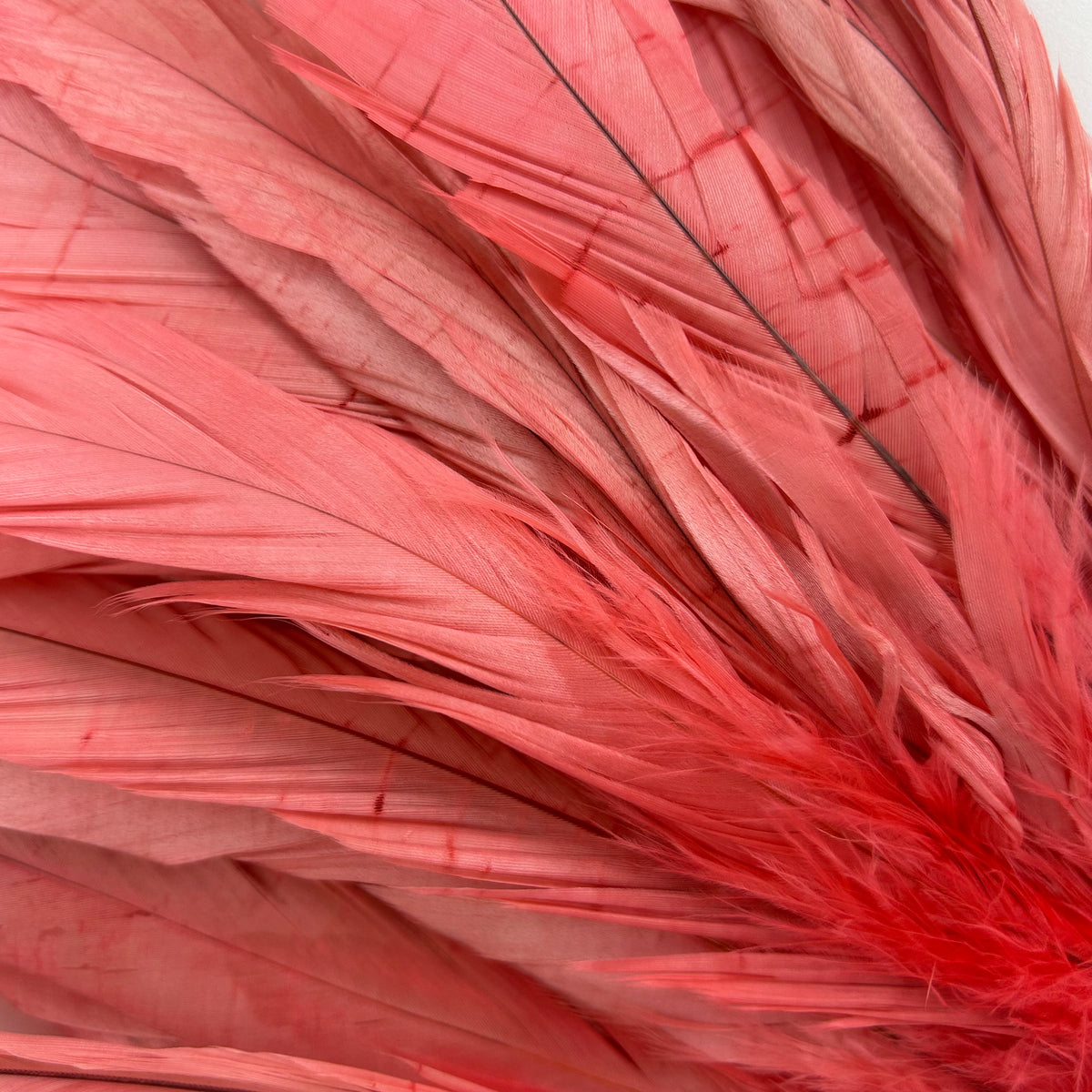 ROOSTER COQUE TAIL FEATHERS BLEACH DYED 7-10” - 25 PC/PKG - Coral