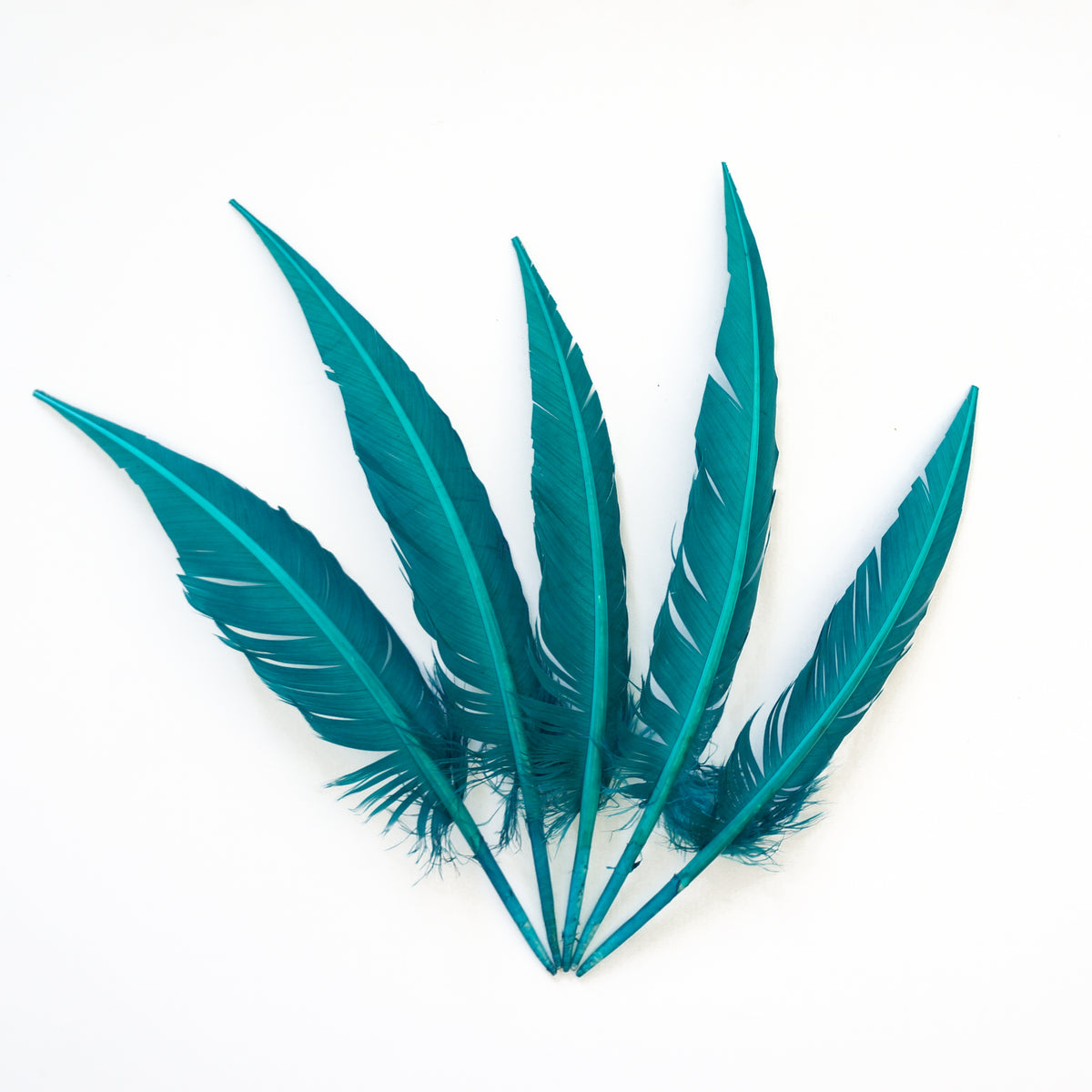 Dark Aqua Dagger Turkey Quill Feathers 9-12"