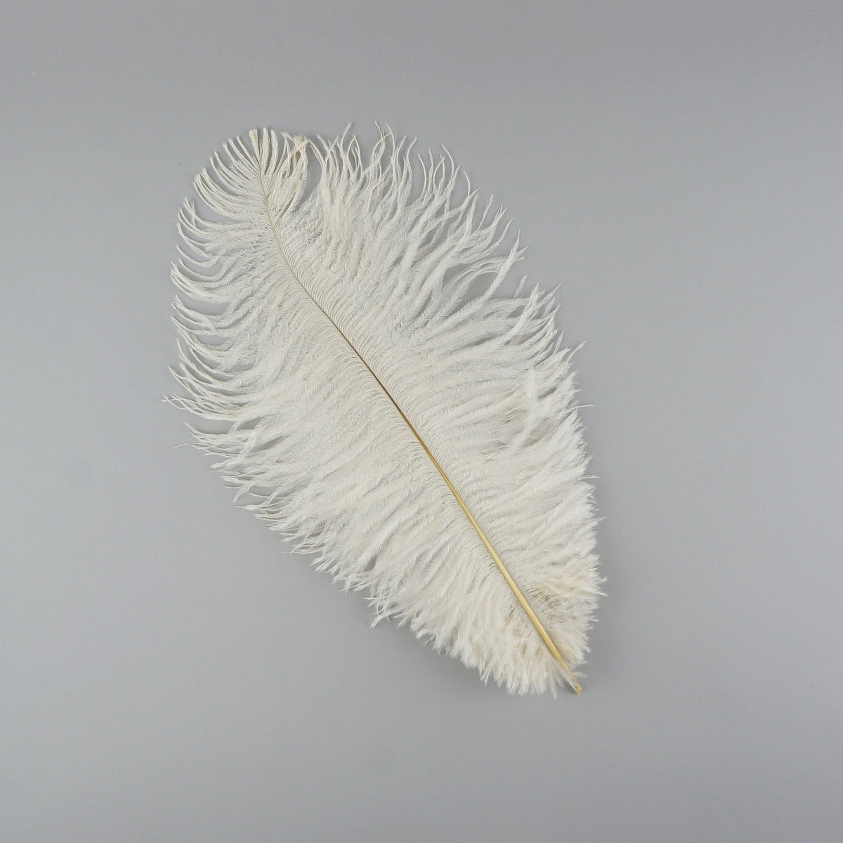 Ostrich Feathers 9-12" Drabs - Ivory