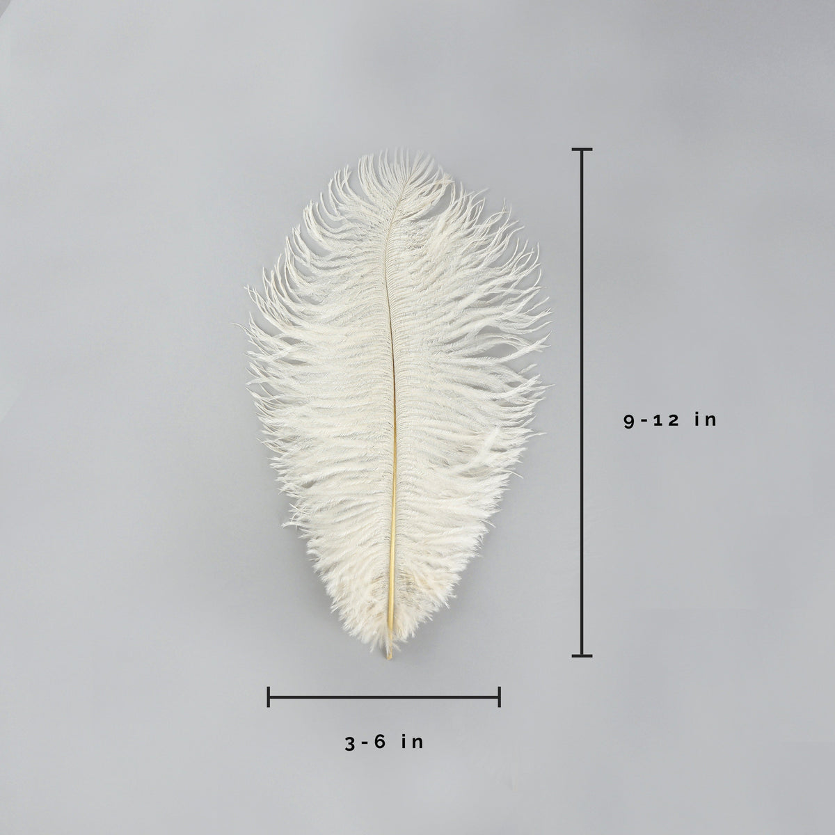 Ostrich Feathers 9-12" Drabs - Ivory