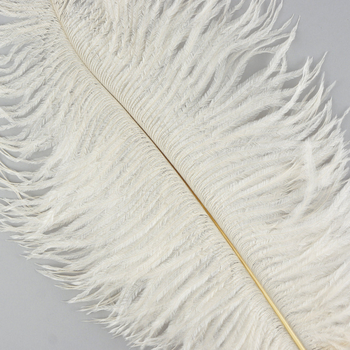 Ostrich Feathers 9-12" Drabs - Ivory