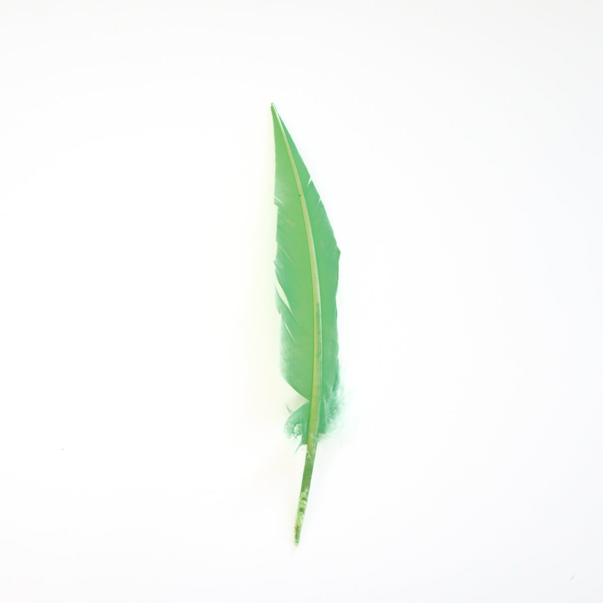 Fluorescent Lime Green Dagger Turkey Quill Feathers 9-12"