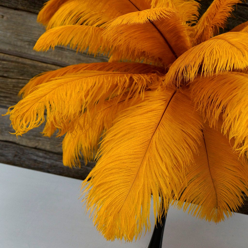 Large Ostrich Feathers - 17"+ Drabs - Marigold