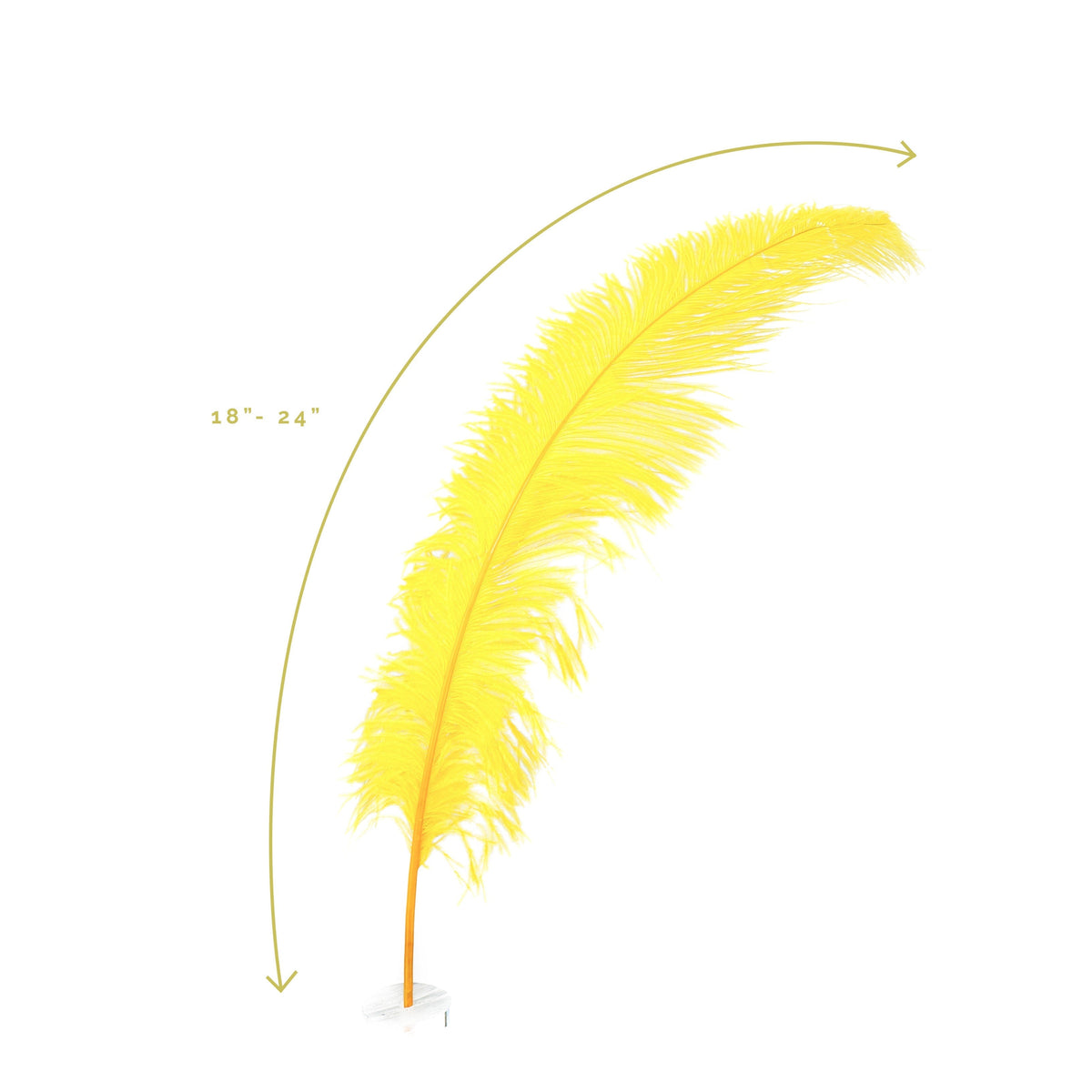 Large Ostrich Feathers - 18-24" Spads - Gold