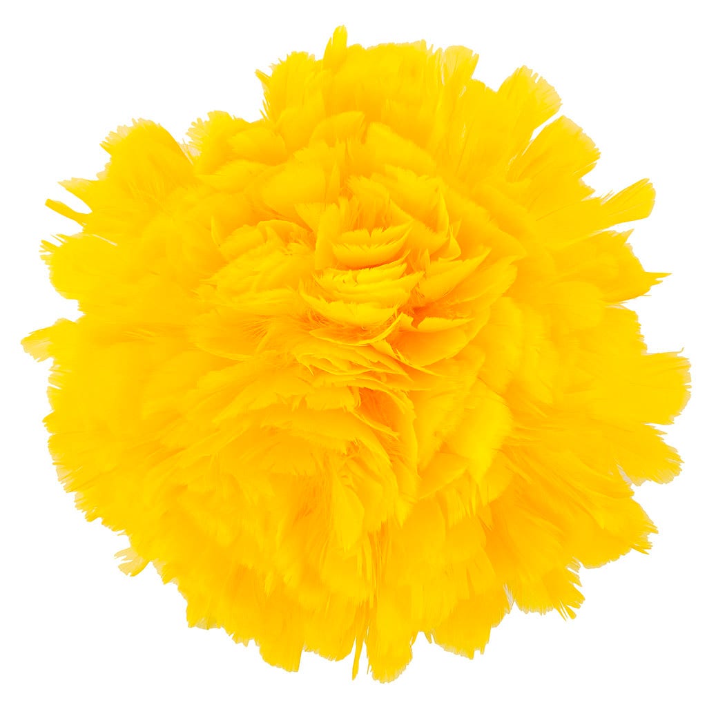 Parried Turkey Ruff Feathers - 1/2YD - Gold