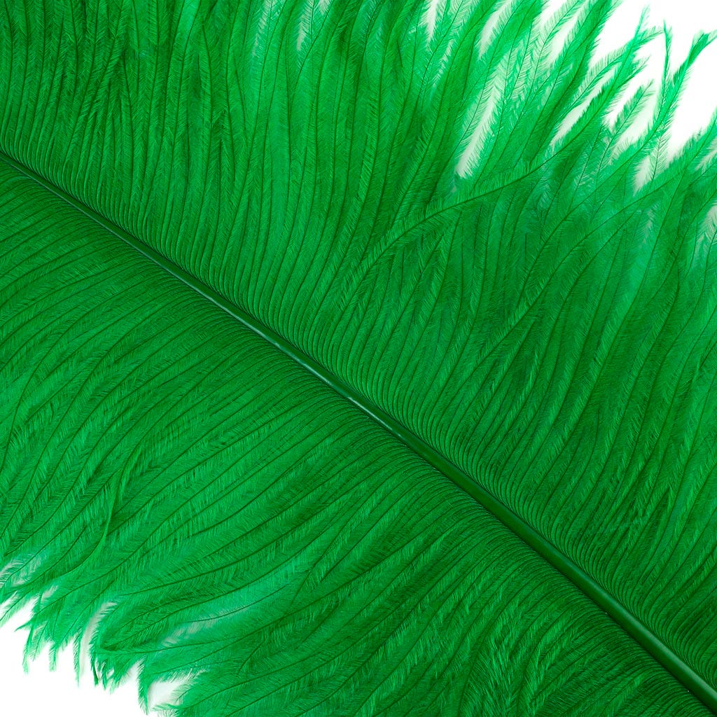 Large Ostrich Feathers - 20-25" Prime Femina Plumes - Kelly