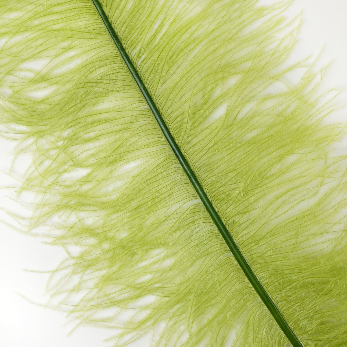Large Ostrich Feathers - 18-24" Spads - Basil