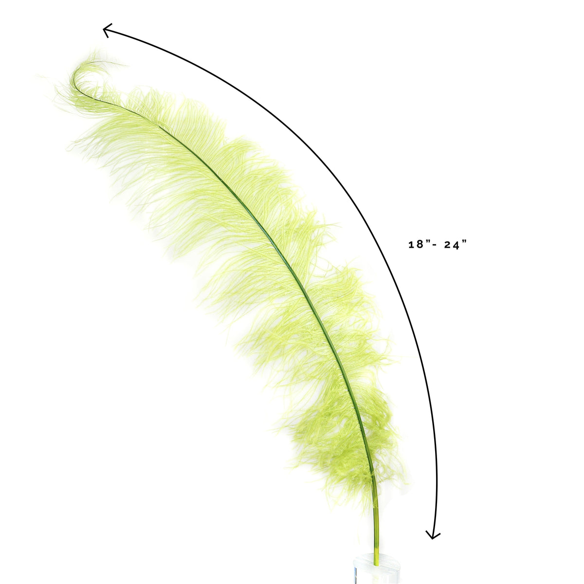 Large Ostrich Feathers - 18-24" Spads - Basil