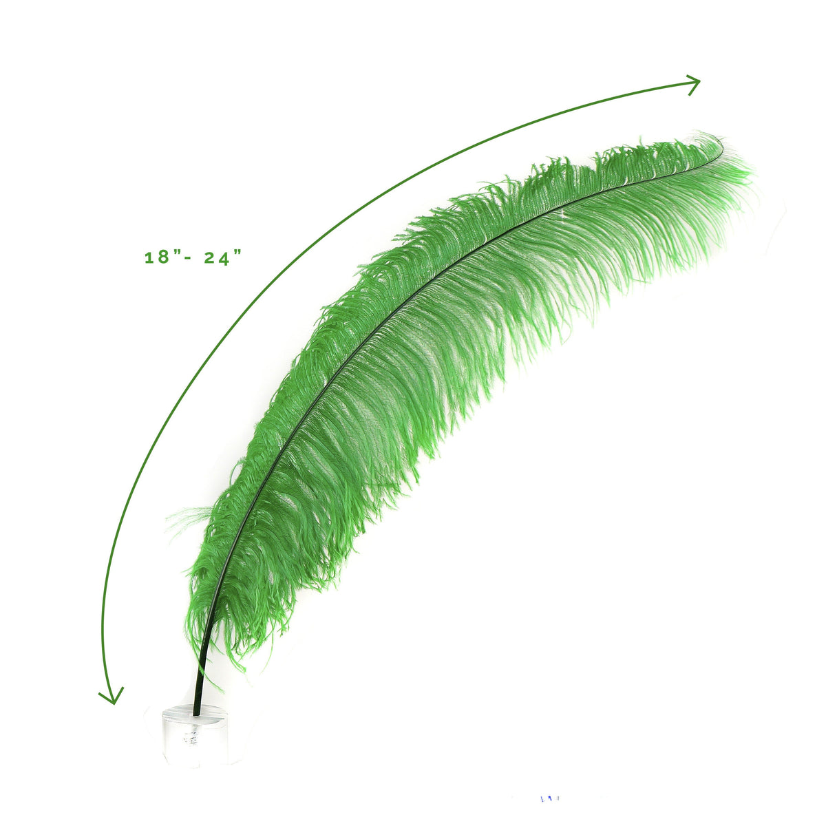 Large Ostrich Feathers - 18-24" Spads - Kelly