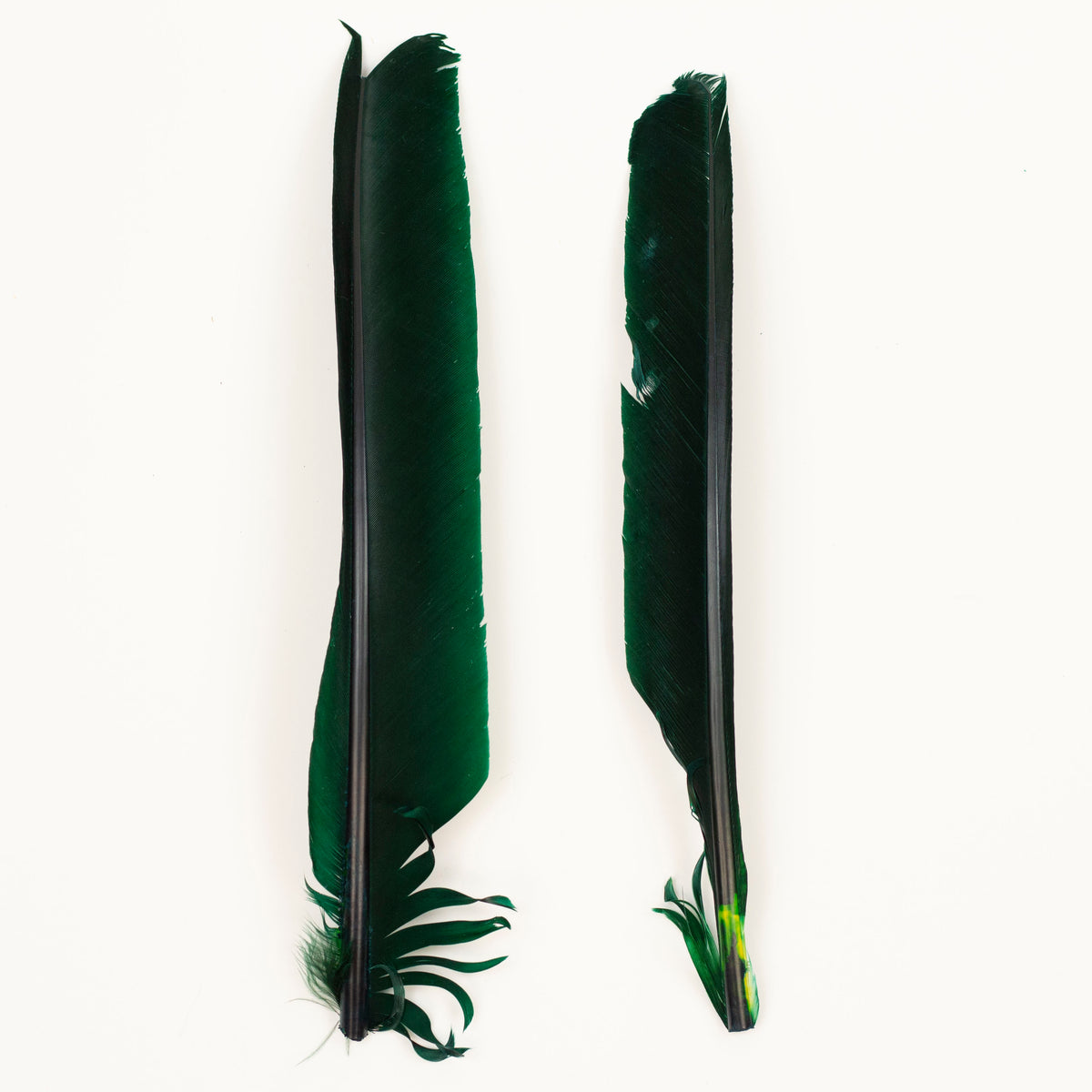 Hunter Green Cut Turkey Pointer Feathers 8-12"