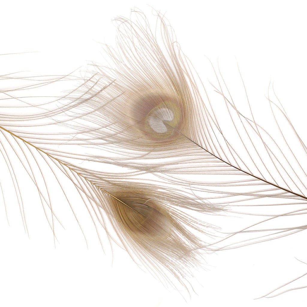 Peacock Feather Eyes Bleached & Dyed Iris